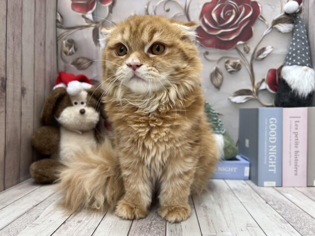 岡山県のスコティッシュフォールド (ワンキャラット アミーゴ高屋店/2025年7月1日生まれ/女の子/レッドタビーホワイト)の子猫の2枚目の画像