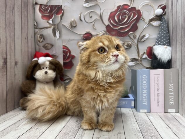 岡山県のスコティッシュフォールド (ワンキャラット アミーゴ高屋店/2025年7月1日生まれ/女の子/レッドタビーホワイト)の子猫の3枚目の画像