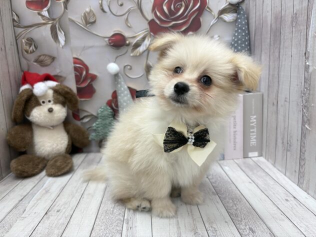 岡山県のハーフ犬・ミックス犬 (ワンキャラット アミーゴ高屋店/2025年10月24日生まれ/男の子/クリーム)の子犬の2枚目の画像