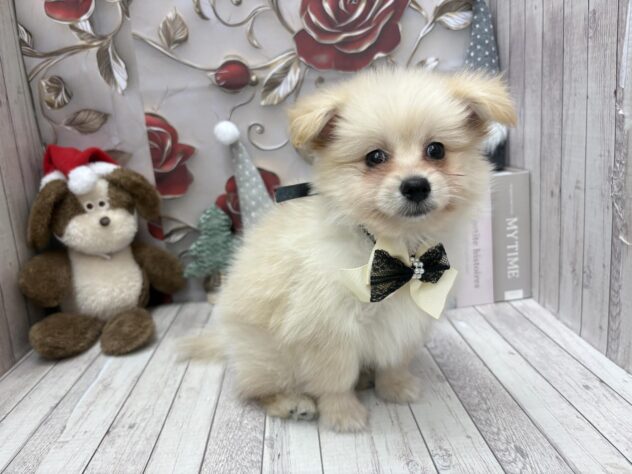 岡山県のハーフ犬・ミックス犬 (ワンキャラット アミーゴ高屋店/2025年10月24日生まれ/男の子/クリーム)の子犬の3枚目の画像