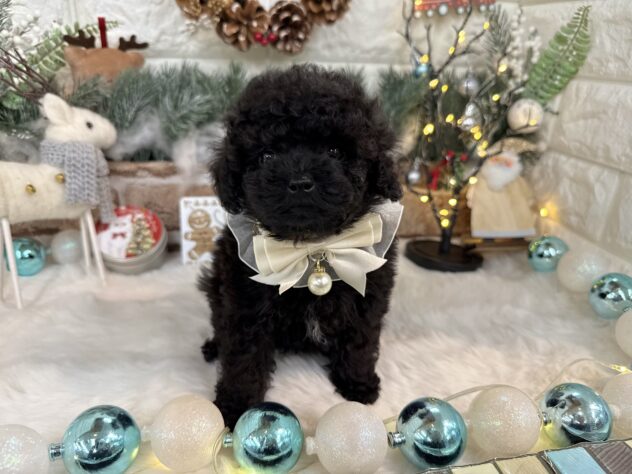 兵庫県のトイプードル(トイ) (ワンキャラット アミーゴ姫路花田店/2025年10月28日生まれ/男の子/ブラック)の子犬の2枚目の画像