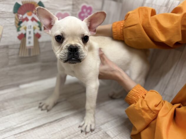 岩手県のフレンチブルドッグ (アミーゴ一関店/2025年8月25日生まれ/男の子/クリーム)の子犬