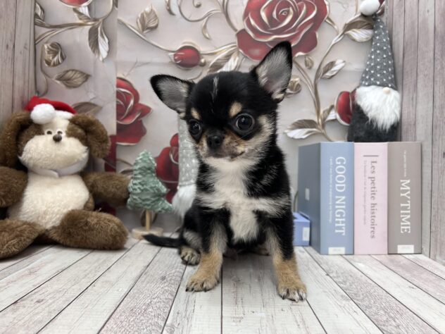 岡山県のチワワ(ロング) (ワンキャラット アミーゴ高屋店/2025年10月3日生まれ/男の子/ブラックタンホワイト)の子犬の3枚目の画像