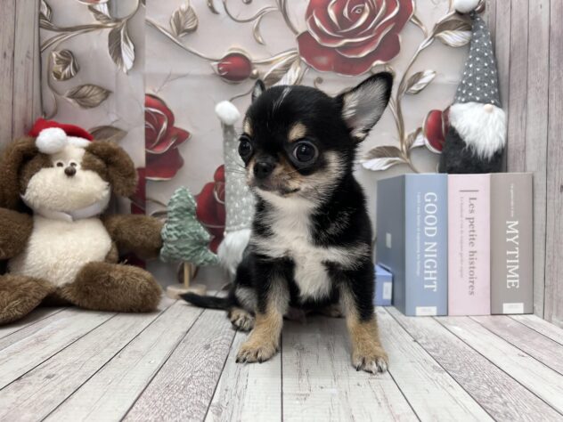 岡山県のチワワ(ロング) (ワンキャラット アミーゴ高屋店/2025年10月3日生まれ/男の子/ブラックタンホワイト)の子犬の2枚目の画像