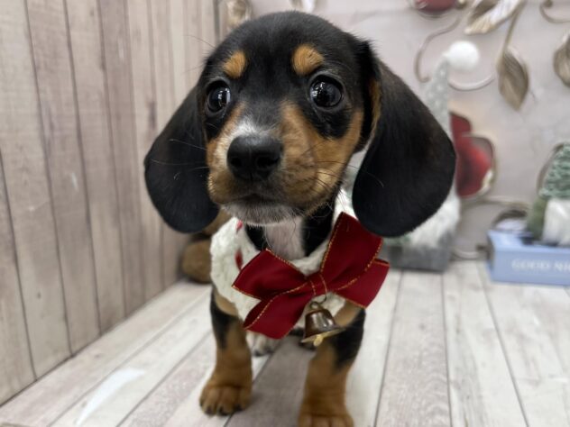 岡山県のミニチュアダックスフンド(ロング) (ワンキャラット アミーゴ高屋店/2025年10月21日生まれ/女の子/ブラックタン)の子犬の3枚目の画像