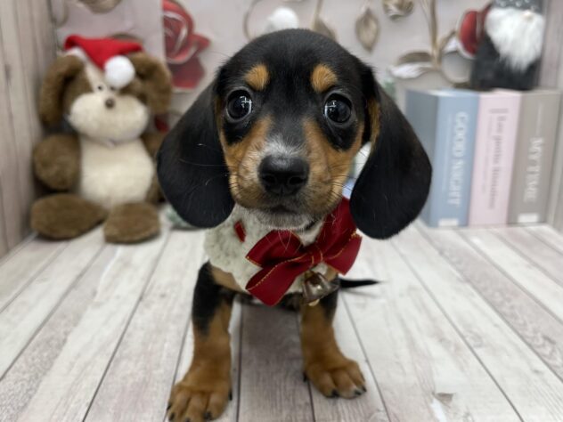 岡山県のミニチュアダックスフンド(ロング) (ワンキャラット アミーゴ高屋店/2025年10月21日生まれ/女の子/ブラックタン)の子犬の2枚目の画像