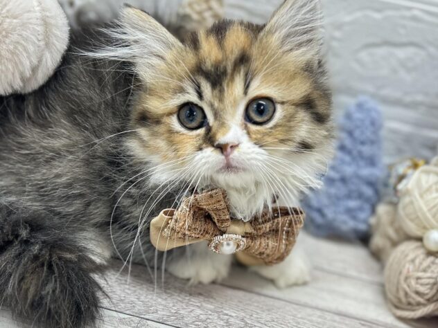 岡山県のミヌエット (ワンキャラット アミーゴ岡南店/2025年9月14日生まれ/女の子/ブラウンパッチドタビーホワイト)の子猫の3枚目の画像