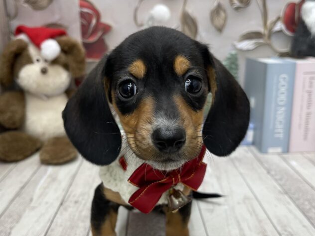 岡山県のミニチュアダックスフンド(ロング) (ワンキャラット アミーゴ高屋店/2025年10月21日生まれ/女の子/ブラックタン)の子犬の1枚目の画像