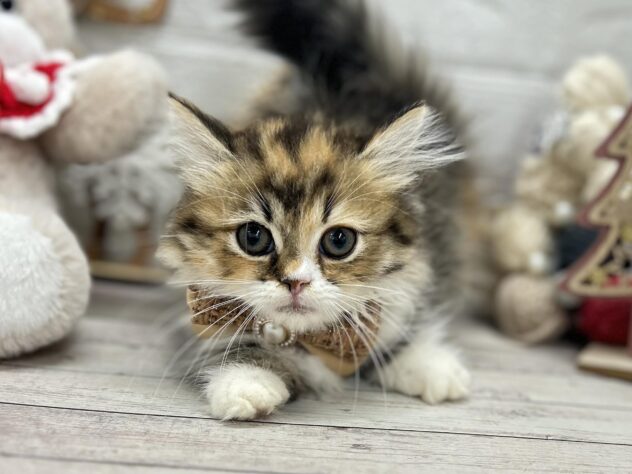 岡山県のミヌエット (ワンキャラット アミーゴ岡南店/2025年9月14日生まれ/女の子/ブラウンパッチドタビーホワイト)の子猫の1枚目の画像