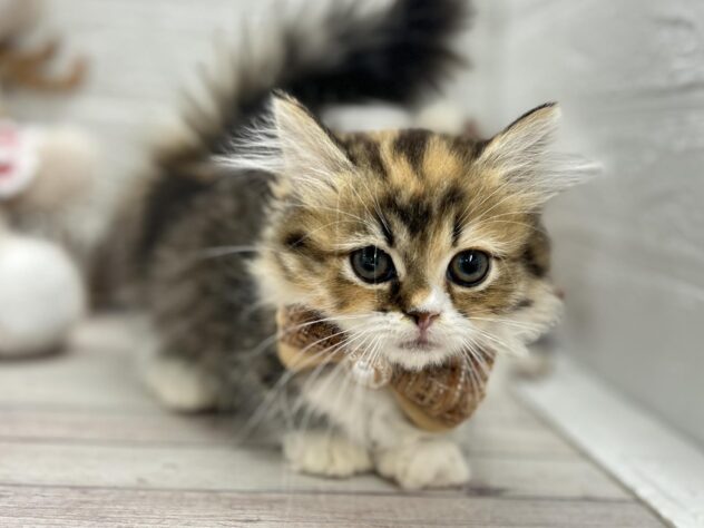 岡山県のミヌエット (ワンキャラット アミーゴ岡南店/2025年9月14日生まれ/女の子/ブラウンパッチドタビーホワイト)の子猫の2枚目の画像