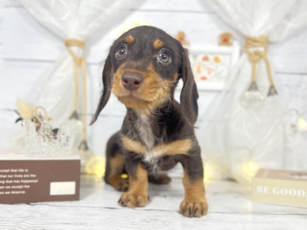 香川県のミニチュアダックスフンド(ロング) (ワンキャラット アミーゴ屋島店/2025年10月24日生まれ/女の子/チョコレートタン)の子犬の3枚目の画像