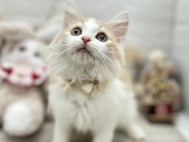 岡山県のノルウェージャンフォレストキャット (ワンキャラット アミーゴ岡南店/2025年9月15日生まれ/男の子/クリームタビーホワイト)の子猫の2枚目の画像