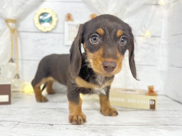 香川県のミニチュアダックスフンド(ロング) (ワンキャラット アミーゴ屋島店/2025年10月24日生まれ/女の子/チョコレートタン)の子犬の2枚目の画像