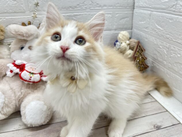 岡山県のノルウェージャンフォレストキャット (ワンキャラット アミーゴ岡南店/2025年9月15日生まれ/男の子/クリームタビーホワイト)の子猫の3枚目の画像