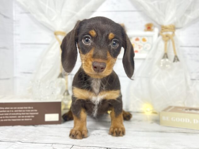 香川県のミニチュアダックスフンド(ロング) (ワンキャラット アミーゴ屋島店/2025年10月24日生まれ/女の子/チョコレートタン)の子犬の1枚目の画像