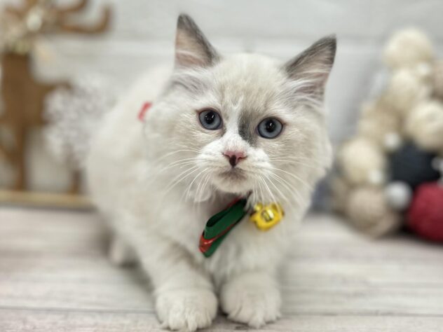 岡山県のマンチカン (ワンキャラット アミーゴ岡南店/2025年10月4日生まれ/女の子/ブルーポイントホワイト)の子猫の2枚目の画像