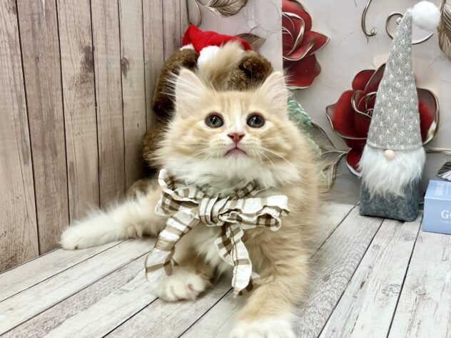 岡山県のミヌエット (ワンキャラット アミーゴ高屋店/2025年10月19日生まれ/男の子/レッドタビーホワイト)の子猫の2枚目の画像