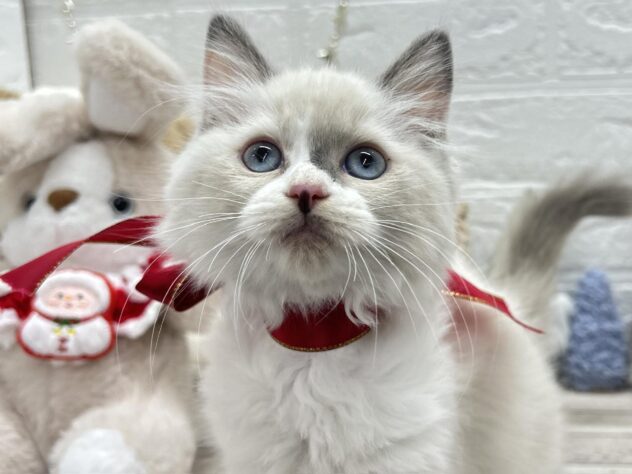 岡山県のマンチカン (ワンキャラット アミーゴ岡南店/2025年10月4日生まれ/女の子/ブルーポイントホワイト)の子猫の1枚目の画像