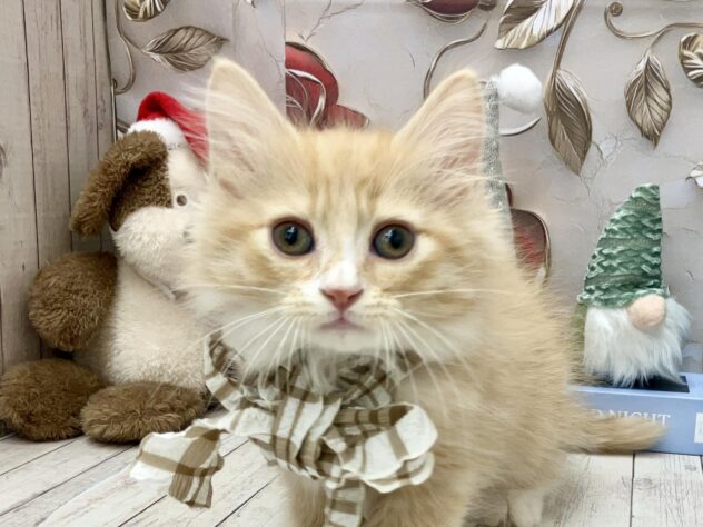 岡山県のミヌエット (ワンキャラット アミーゴ高屋店/2025年10月19日生まれ/男の子/レッドタビーホワイト)の子猫の1枚目の画像