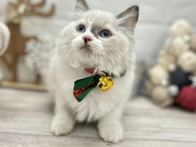 岡山県のマンチカン (ワンキャラット アミーゴ岡南店/2025年10月4日生まれ/女の子/ブルーポイントホワイト)の子猫の3枚目の画像