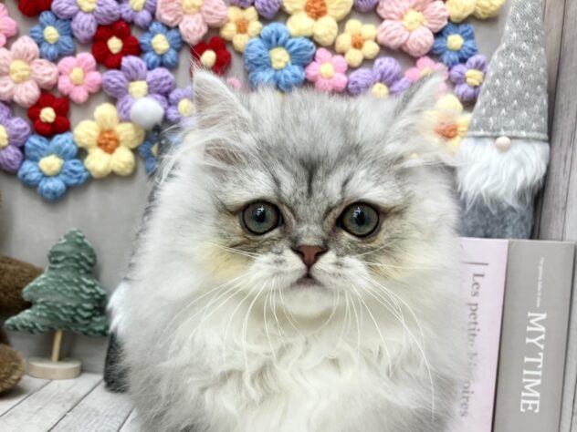 岡山県のミヌエット (ワンキャラット アミーゴ高屋店/2025年9月18日生まれ/男の子/チンチラシルバー)の子猫の1枚目の画像