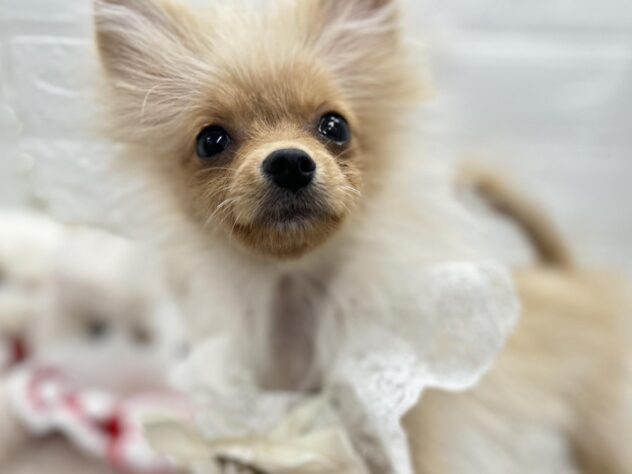 岡山県のポメラニアン (ワンキャラット アミーゴ岡南店/2025年7月8日生まれ/女の子/クリーム)の子犬の1枚目の画像