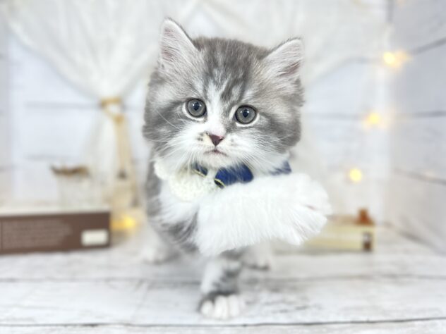 香川県のスコティッシュフォールド (ワンキャラット アミーゴ屋島店/2025年10月29日生まれ/男の子/ブルータビーホワイト)の子猫の2枚目の画像