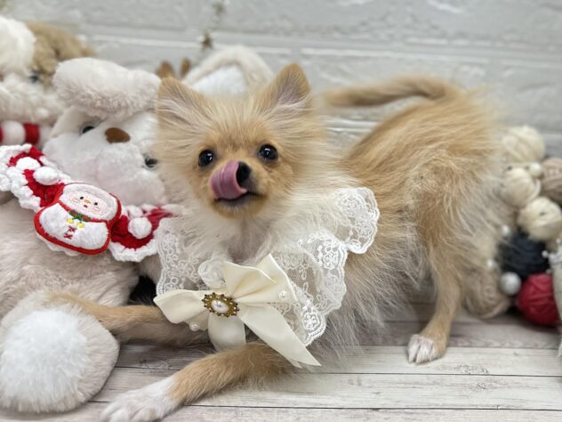 岡山県のポメラニアン (ワンキャラット アミーゴ岡南店/2025年7月8日生まれ/女の子/クリーム)の子犬の3枚目の画像