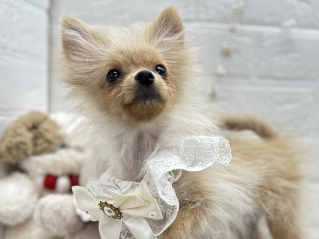 岡山県のポメラニアン (ワンキャラット アミーゴ岡南店/2025年7月8日生まれ/女の子/クリーム)の子犬の2枚目の画像