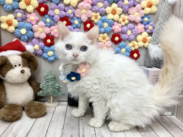 岡山県のセルカークレックス (ワンキャラット アミーゴ高屋店/2025年8月24日生まれ/男の子/レッドリンクスポイント)の子猫の2枚目の画像