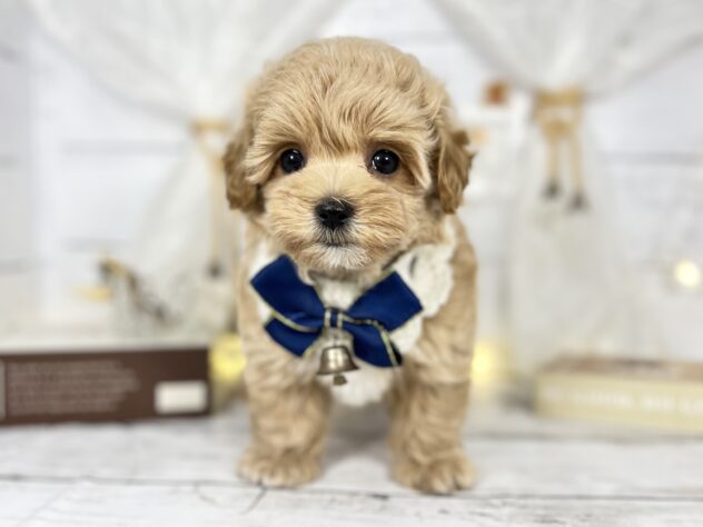 香川県のハーフ犬・ミックス犬 (ワンキャラット アミーゴ屋島店/2025年10月29日生まれ/女の子/アプリコット)の子犬の2枚目の画像