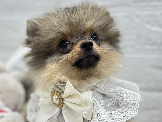 岡山県のポメラニアン (ワンキャラット アミーゴ岡南店/2025年8月24日生まれ/女の子/オレンジ)の子犬の3枚目の画像