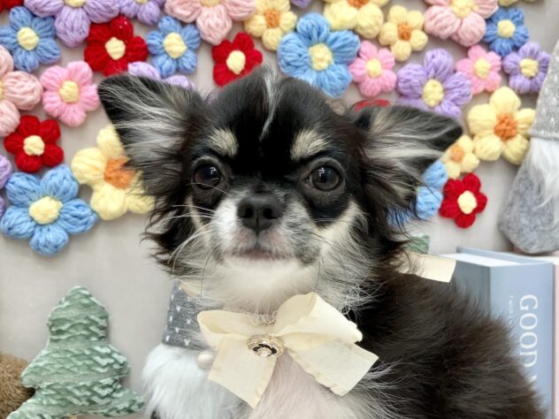 岡山県のチワワ(ロング) (ワンキャラット アミーゴ高屋店/2025年8月17日生まれ/女の子/ブラックタンホワイト)の子犬の1枚目の画像