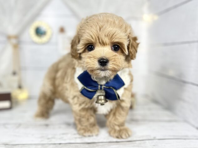 香川県のハーフ犬・ミックス犬 (ワンキャラット アミーゴ屋島店/2025年10月29日生まれ/女の子/アプリコット)の子犬の1枚目の画像