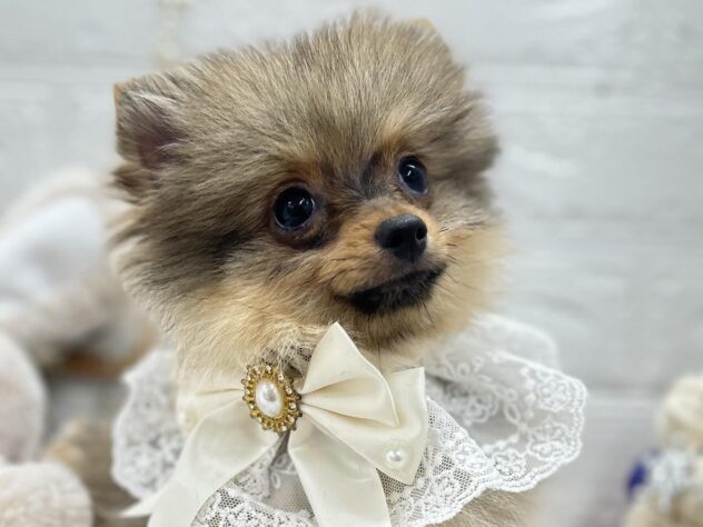 岡山県のポメラニアン (ワンキャラット アミーゴ岡南店/2025年8月24日生まれ/女の子/オレンジ)の子犬の2枚目の画像