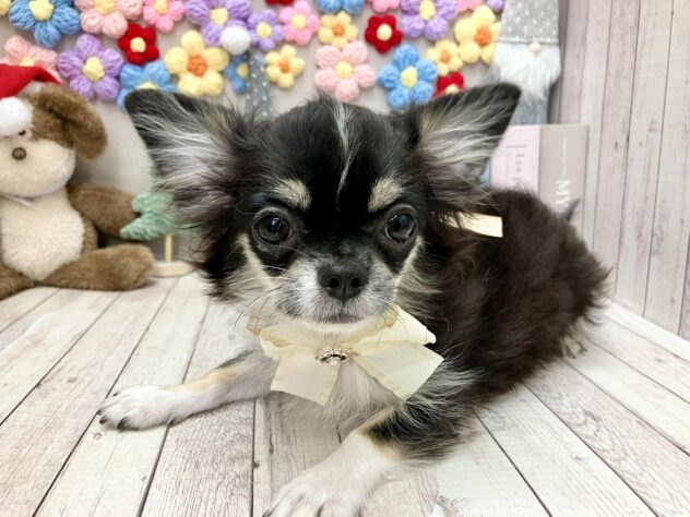 岡山県のチワワ(ロング) (ワンキャラット アミーゴ高屋店/2025年8月17日生まれ/女の子/ブラックタンホワイト)の子犬の2枚目の画像