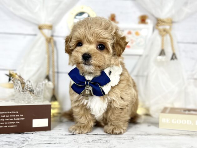 香川県のハーフ犬・ミックス犬 (ワンキャラット アミーゴ屋島店/2025年10月29日生まれ/女の子/アプリコット)の子犬の3枚目の画像