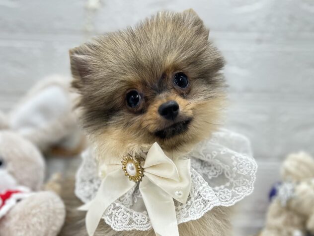 岡山県のポメラニアン (ワンキャラット アミーゴ岡南店/2025年8月24日生まれ/女の子/オレンジ)の子犬の1枚目の画像