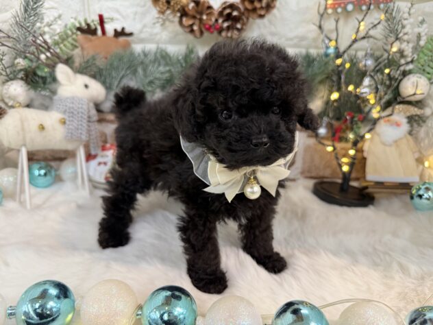 兵庫県のトイプードル(トイ) (ワンキャラット アミーゴ姫路花田店/2025年10月28日生まれ/男の子/ブラック)の子犬の3枚目の画像