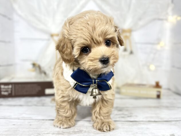 香川県のハーフ犬・ミックス犬 (ワンキャラット アミーゴ屋島店/2025年10月29日生まれ/女の子/アプリコット)の子犬の4枚目の画像