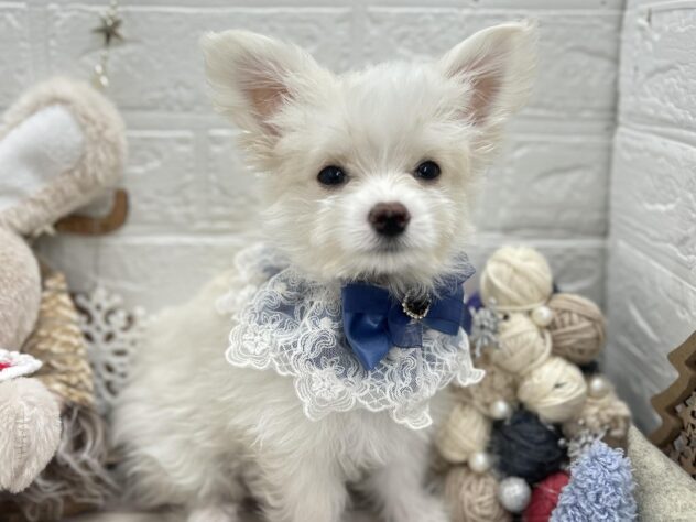 岡山県のハーフ犬・ミックス犬 (ワンキャラット アミーゴ岡南店/2025年8月31日生まれ/男の子/クリームホワイト)の子犬の3枚目の画像