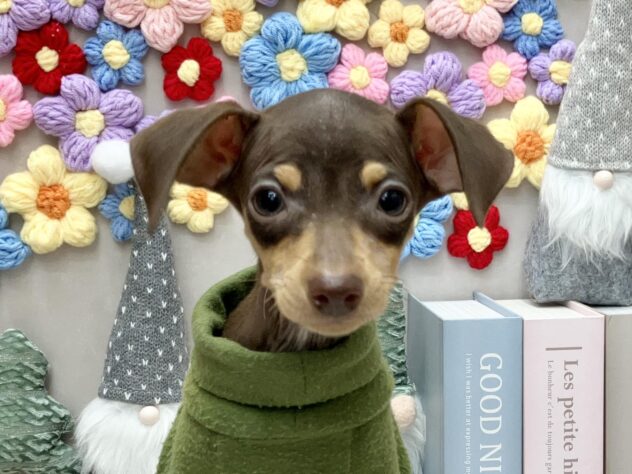 岡山県のミニチュアピンシャー (ワンキャラット アミーゴ高屋店/2025年9月20日生まれ/男の子/チョコレートタン)の子犬の1枚目の画像