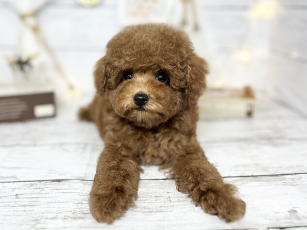 香川県のトイプードル(トイ) (ワンキャラット アミーゴ屋島店/2025年10月12日生まれ/男の子/オレンジフォーン)の子犬の1枚目の画像