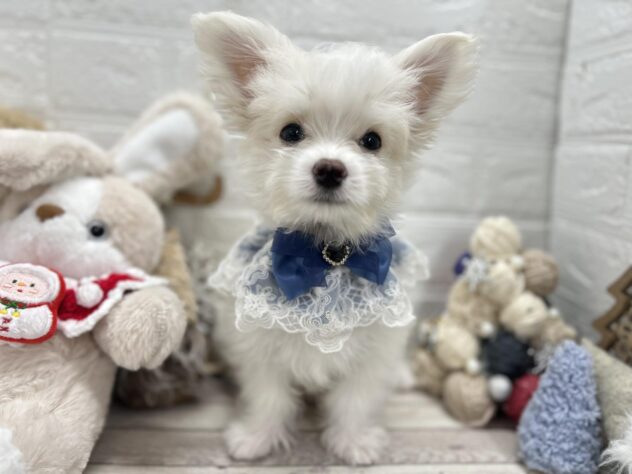 岡山県のハーフ犬・ミックス犬 (ワンキャラット アミーゴ岡南店/2025年8月31日生まれ/男の子/クリームホワイト)の子犬の2枚目の画像