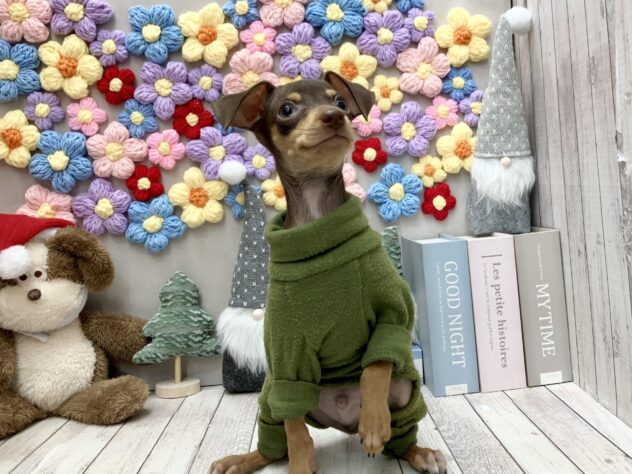 岡山県のミニチュアピンシャー (ワンキャラット アミーゴ高屋店/2025年9月20日生まれ/男の子/チョコレートタン)の子犬の2枚目の画像