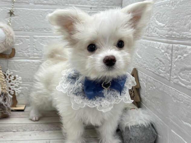 岡山県のハーフ犬・ミックス犬 (ワンキャラット アミーゴ岡南店/2025年8月31日生まれ/男の子/クリームホワイト)の子犬の1枚目の画像