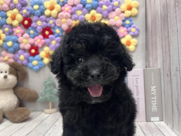 岡山県のトイプードル(トイ) (ワンキャラット アミーゴ高屋店/2025年10月24日生まれ/男の子/ブリンドル)の子犬の1枚目の画像