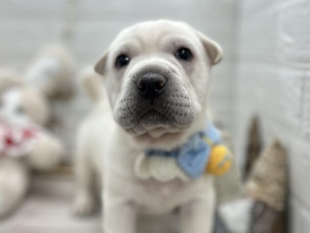 岡山県のハーフ犬・ミックス犬 (ワンキャラット アミーゴ岡南店/2025年9月12日生まれ/男の子/ホワイト)の子犬の1枚目の画像