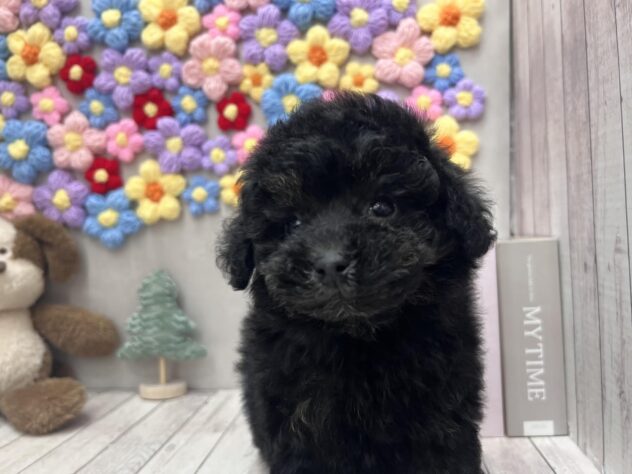 岡山県のトイプードル(トイ) (ワンキャラット アミーゴ高屋店/2025年10月24日生まれ/男の子/ブリンドル)の子犬の3枚目の画像