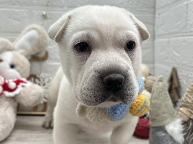 岡山県のハーフ犬・ミックス犬 (ワンキャラット アミーゴ岡南店/2025年9月12日生まれ/男の子/ホワイト)の子犬の2枚目の画像